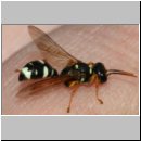 Mellinus crabroneus - Grabwespe w38 13mm - auf der Hand - OS-Wallenhorst Sandgrube.jpg